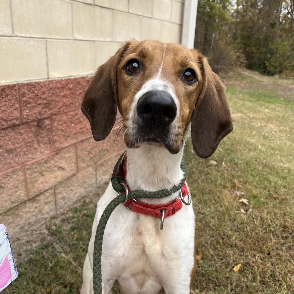 Enlarge Neal, a Adoptable Mixed Breed in Fredericksburg, VA image 5/5