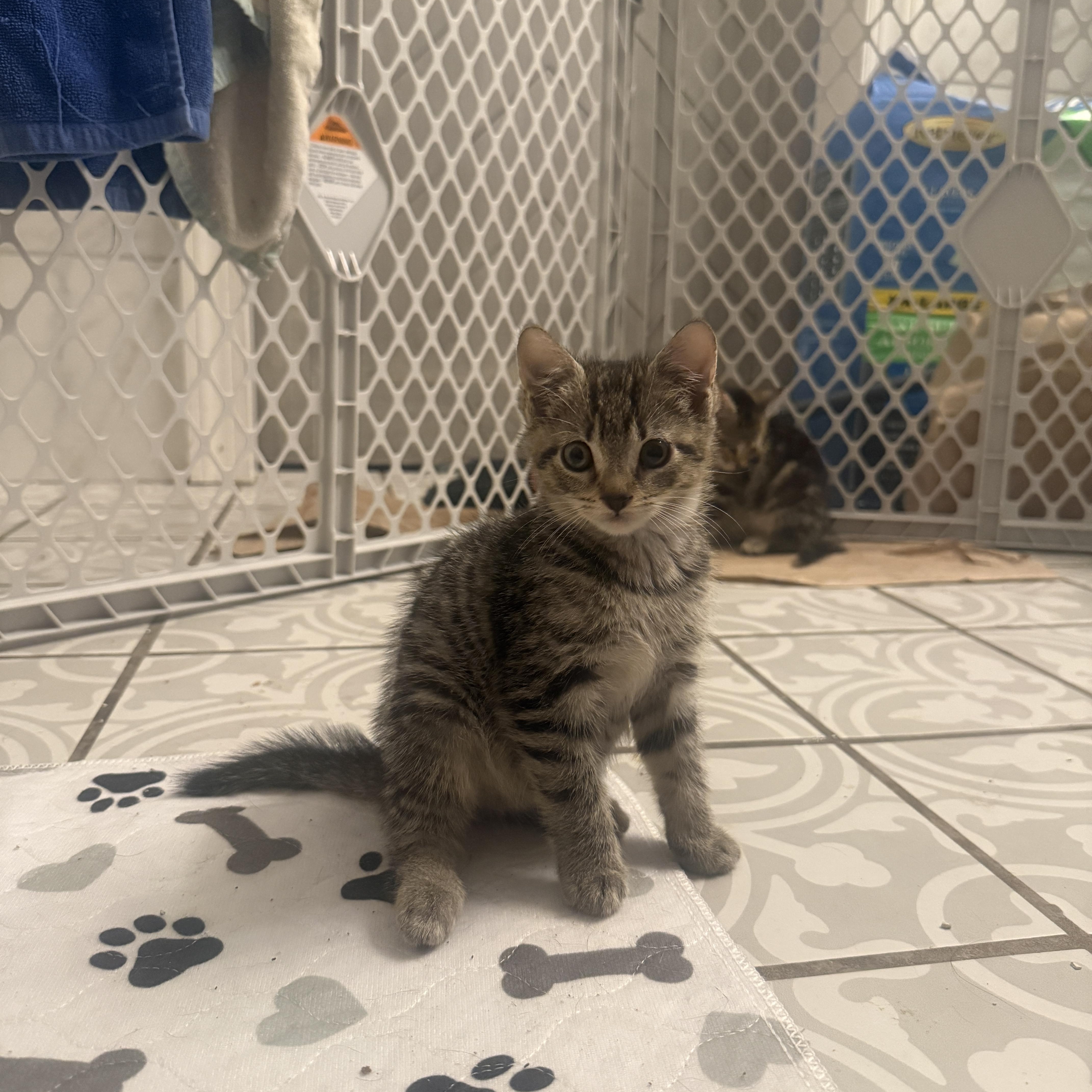 Scout, adoptable, Kitten Female Domestic Short Hair.