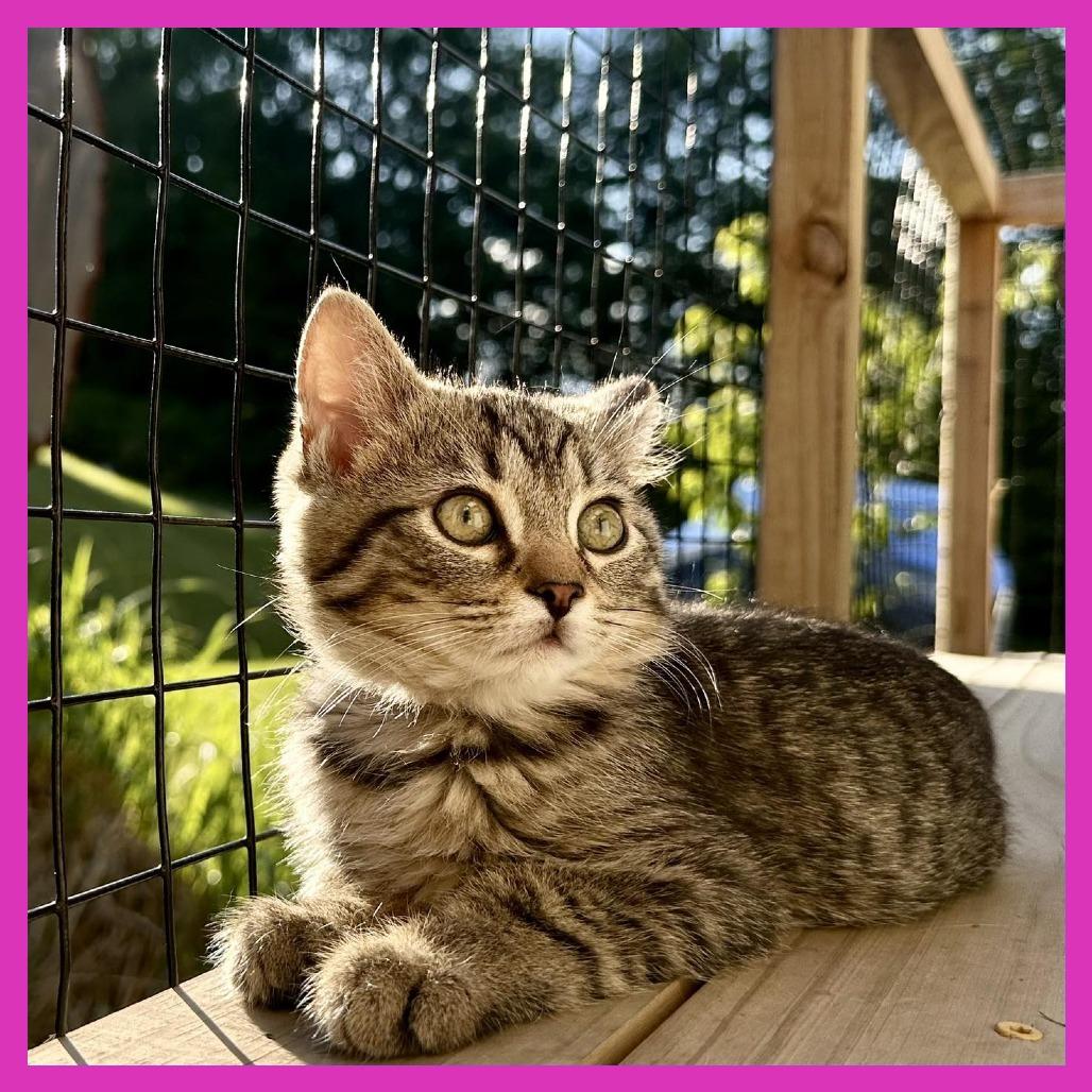 Enlarge Chip, a Adoptable Domestic Short Hair in Leechburg, PA image 2/2