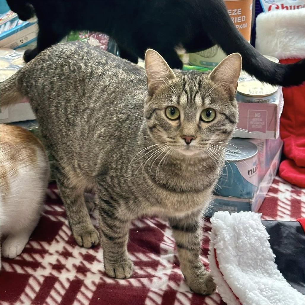 Chip, Adoptable, Young Female Domestic Short Hair.