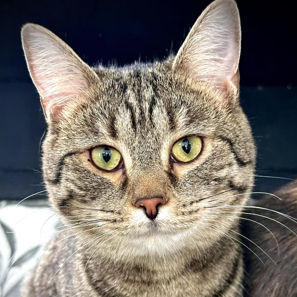 Chip, a Adoptable Domestic Short Hair in Leechburg, PA image 2/4