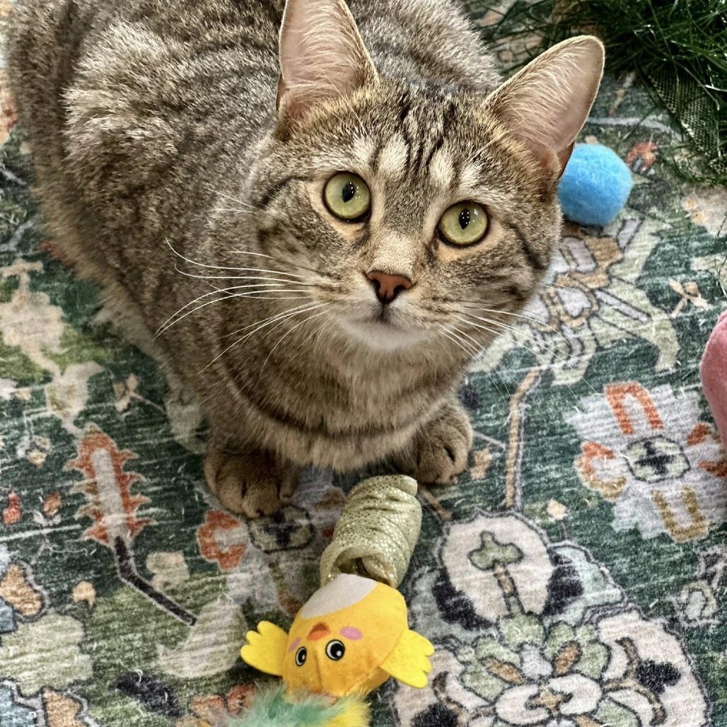 Chip, a Adoptable Domestic Short Hair in Leechburg, PA image 3/4