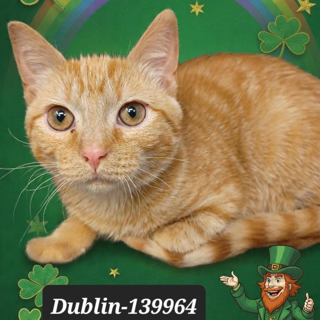 Enlarge Dublin, a Adoptable Domestic Short Hair in New Tazewell, TN image 1/1