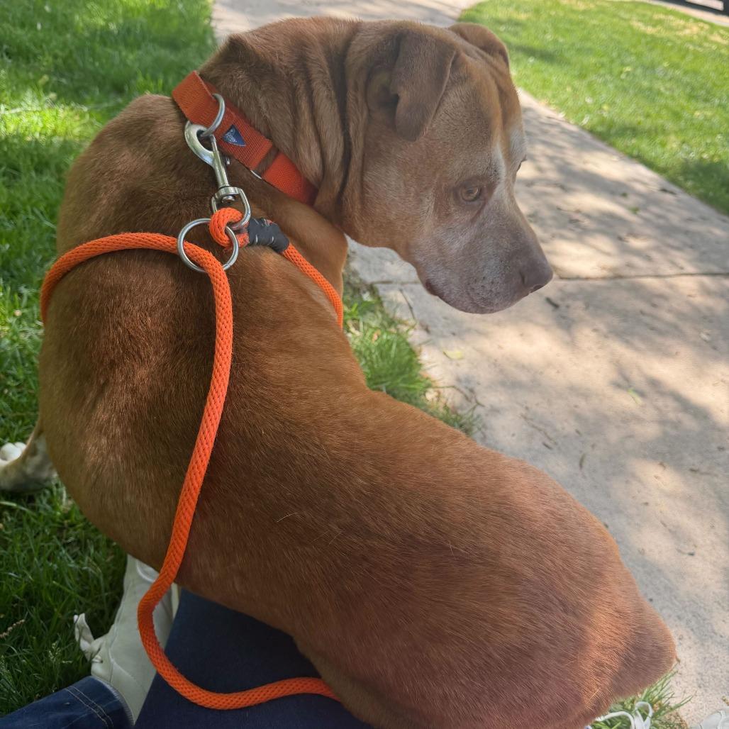 Mac, Adoptable, Senior Male American Staffordshire Terrier & Shar-Pei.