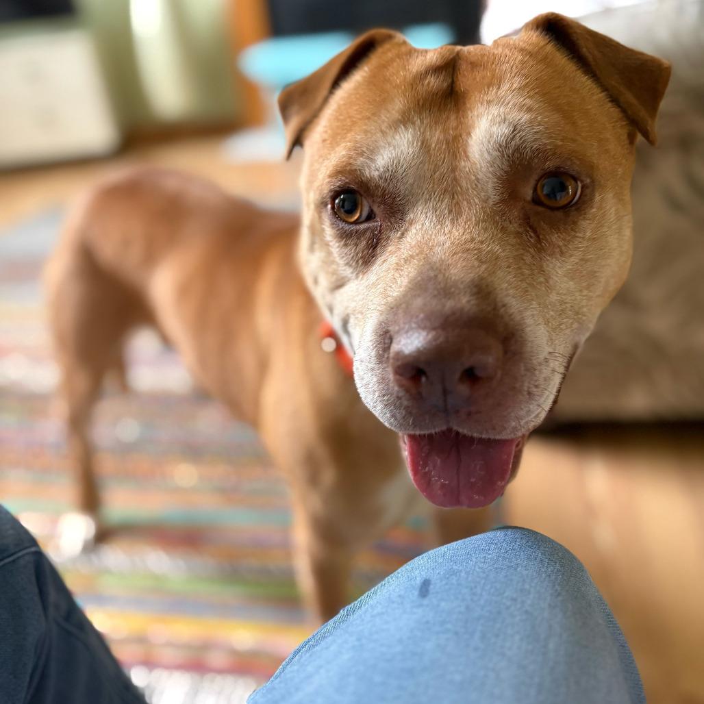 Mac, a Adoptable mixed breed in Grand Rapids, MI image 2/6