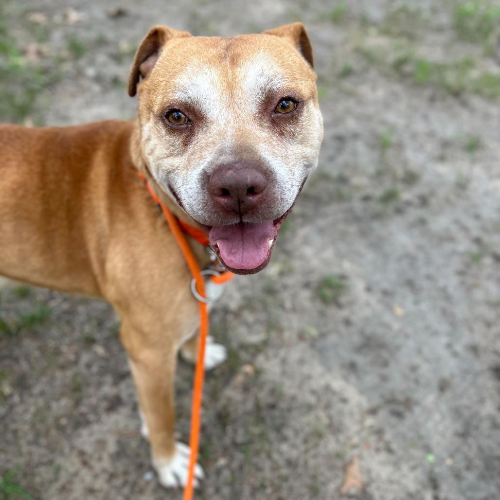 Mac, a Adoptable mixed breed in Grand Rapids, MI image 4/6