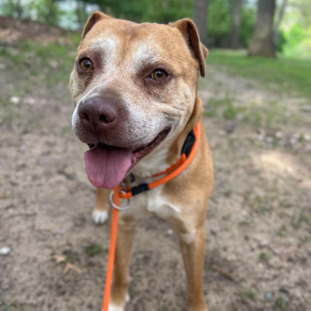 Mac, a Adoptable mixed breed in Grand Rapids, MI image 5/6