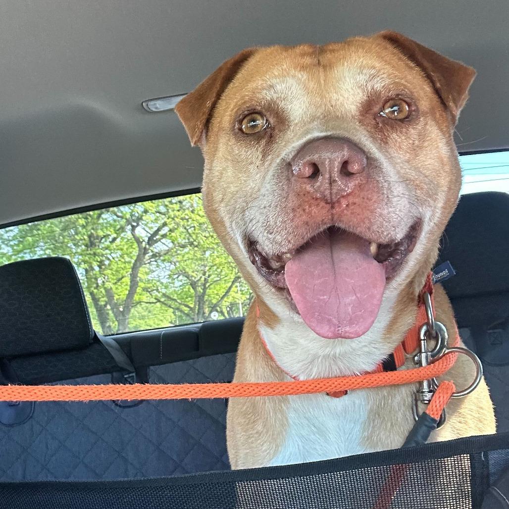 Mac, a Adoptable mixed breed in Grand Rapids, MI image 6/6