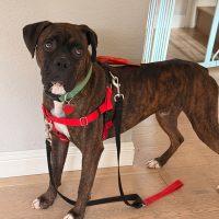 Enlarge Kalifa, a ADOPTABLE Boxer in Davis, CA image 3/6