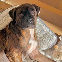 Enlarge Kalifa, a ADOPTABLE Boxer in Davis, CA image 5/6