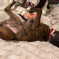 Enlarge Kalifa, a ADOPTABLE Boxer in Davis, CA image 2/6