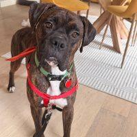 Enlarge Kalifa, a ADOPTABLE Boxer in Davis, CA image 1/6