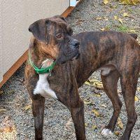 Enlarge Kalifa, a ADOPTABLE Boxer in Davis, CA image 4/6