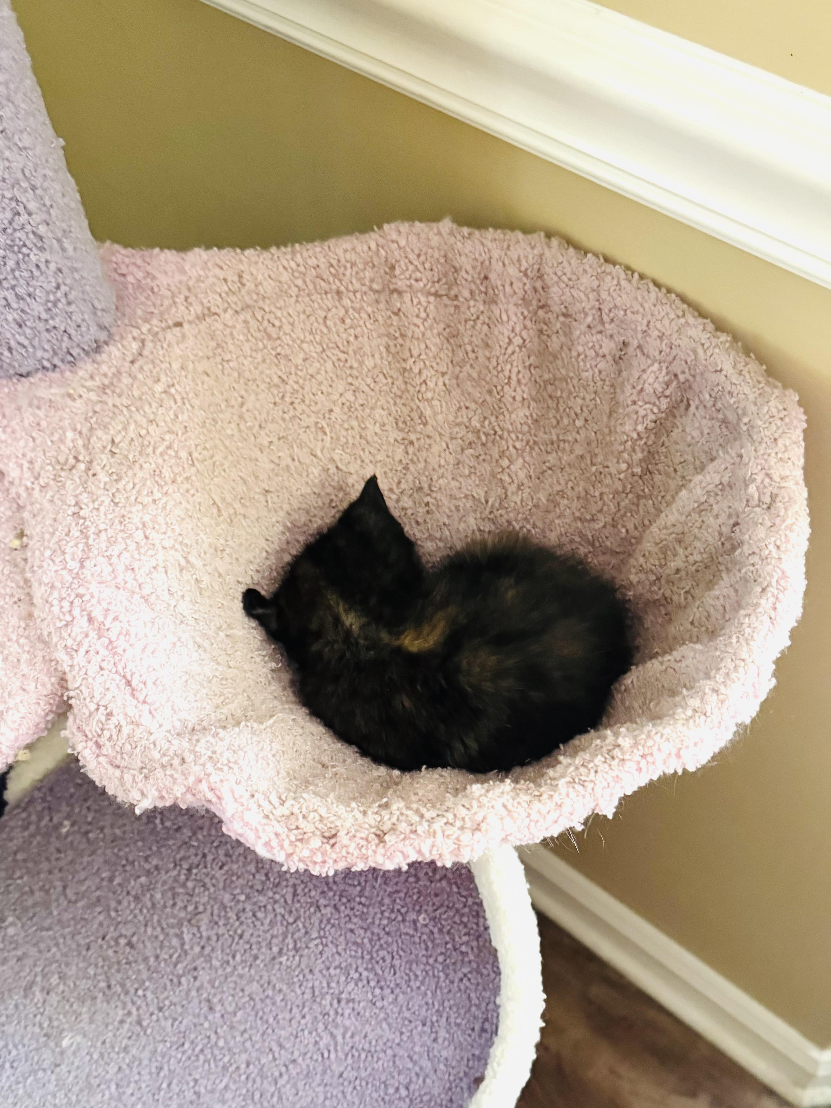 Bobcat, a Adopted mixed breed in Mooresville, NC image 4/4