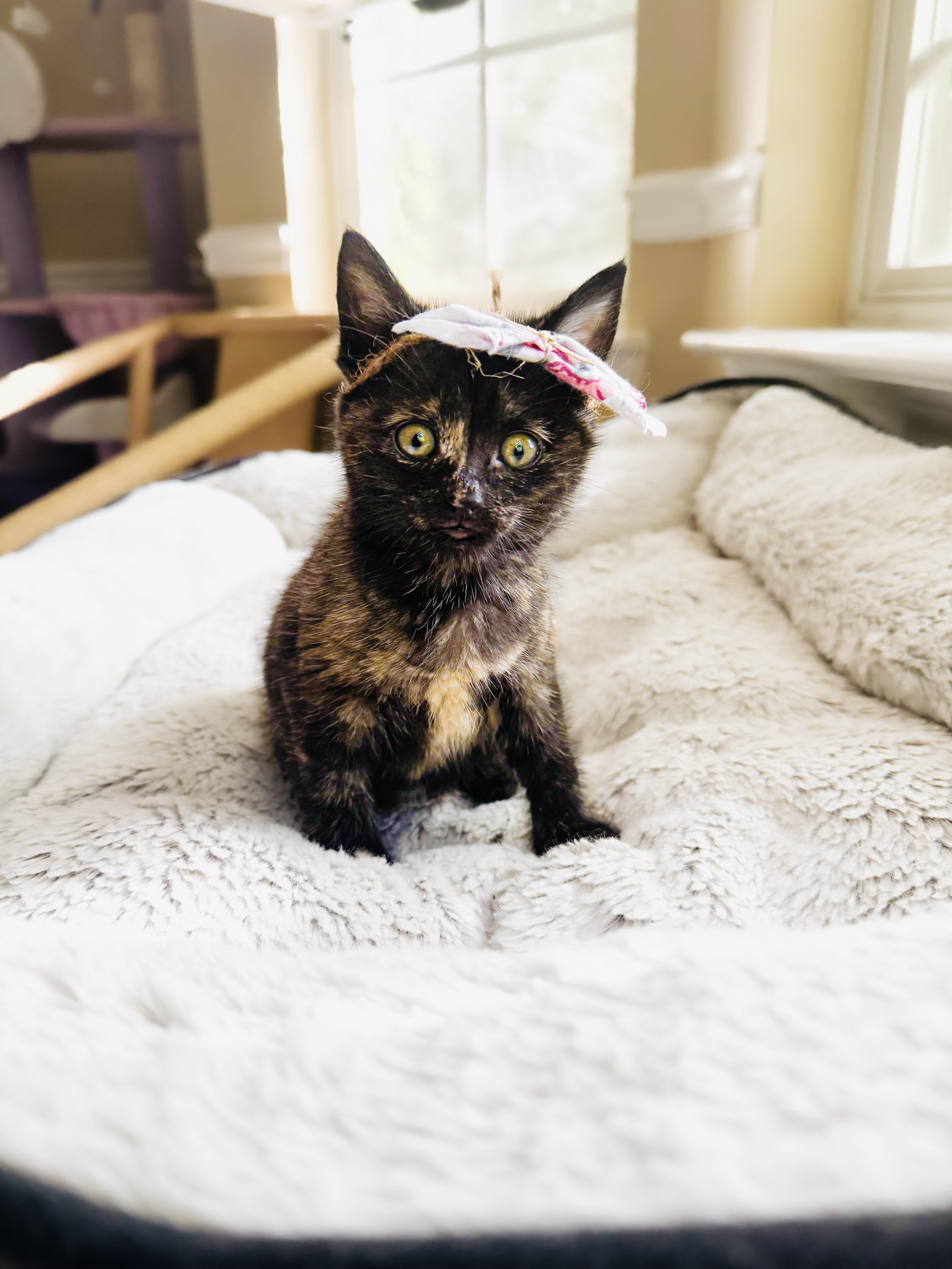 Bobcat, Adopted, Kitten Female Domestic Short Hair & Tortoiseshell.
