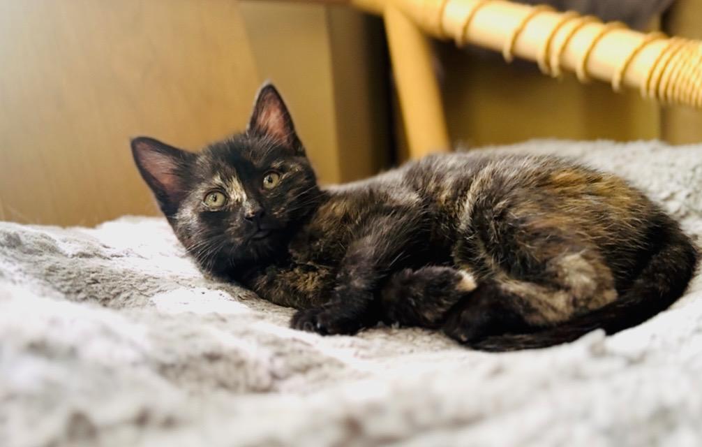 Bobcat, a Adopted mixed breed in Mooresville, NC image 2/4