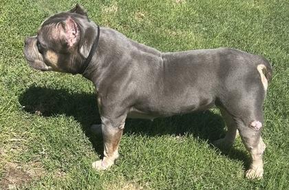 Enlarge Poppy, an adopted Mixed Breed in Georgetown, TX image 2/3