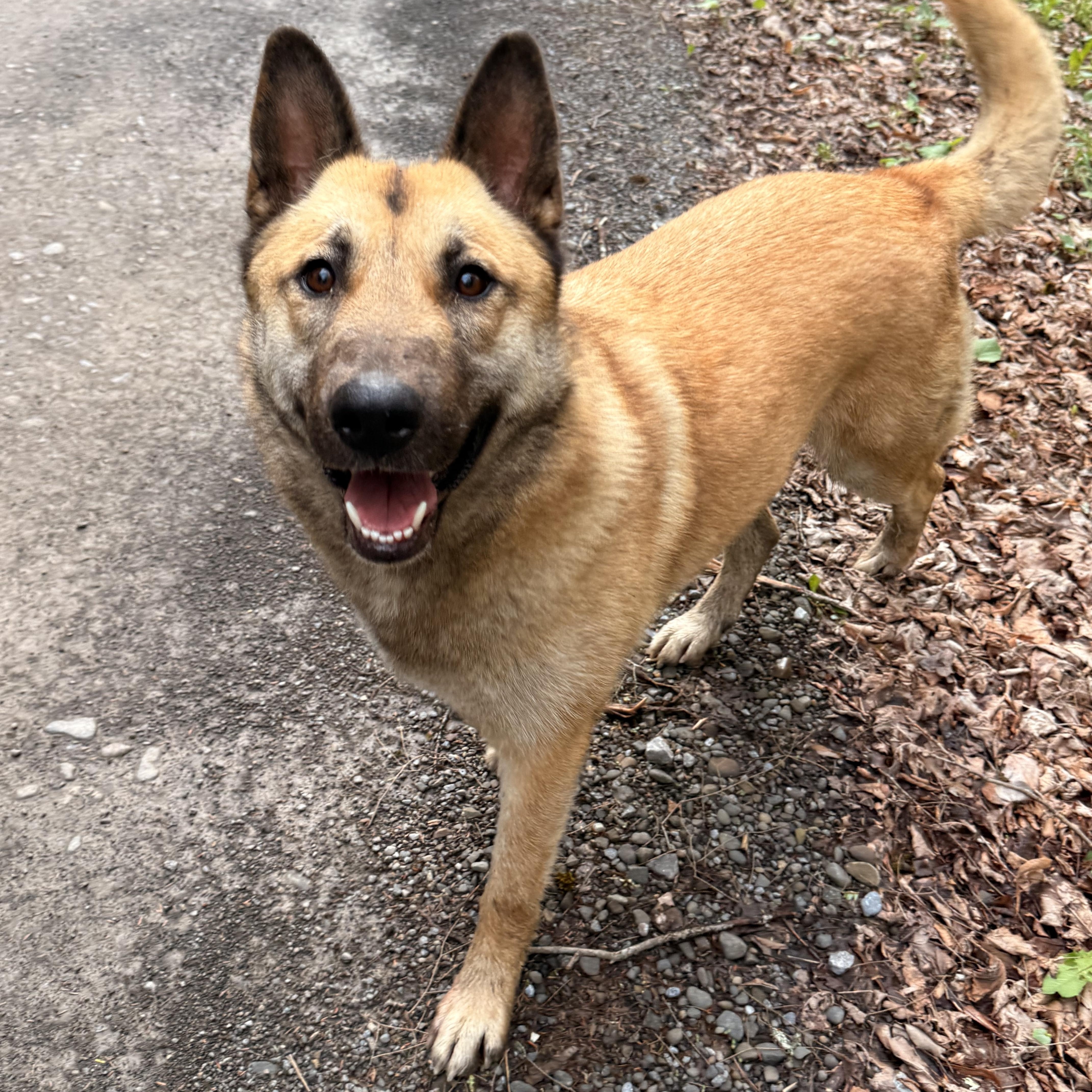 Aurora, ADOPTABLE, Young Female Anatolian Shepherd & German Shepherd Dog.