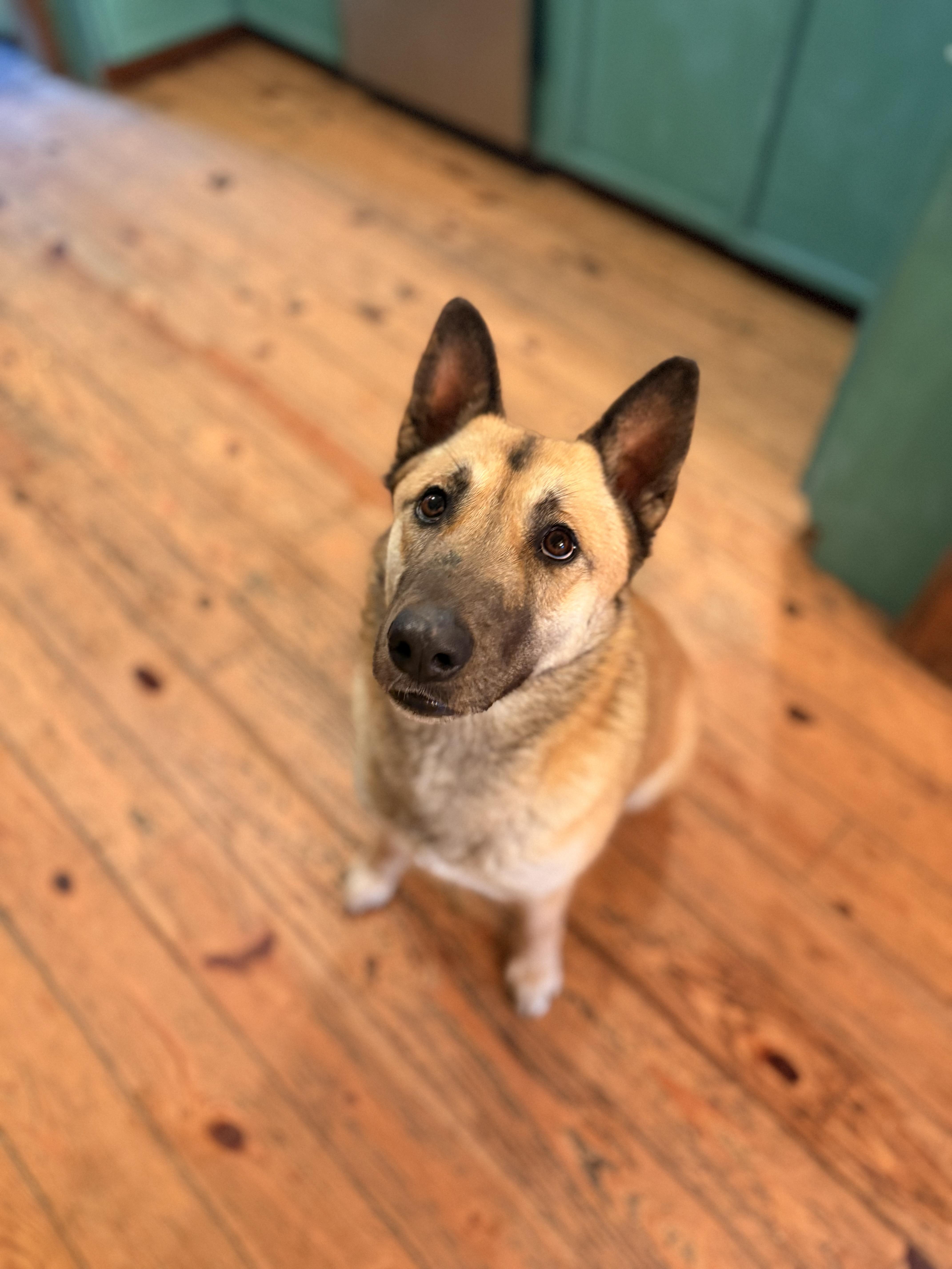 Aurora, ADOPTABLE, Young Female Anatolian Shepherd & German Shepherd Dog.