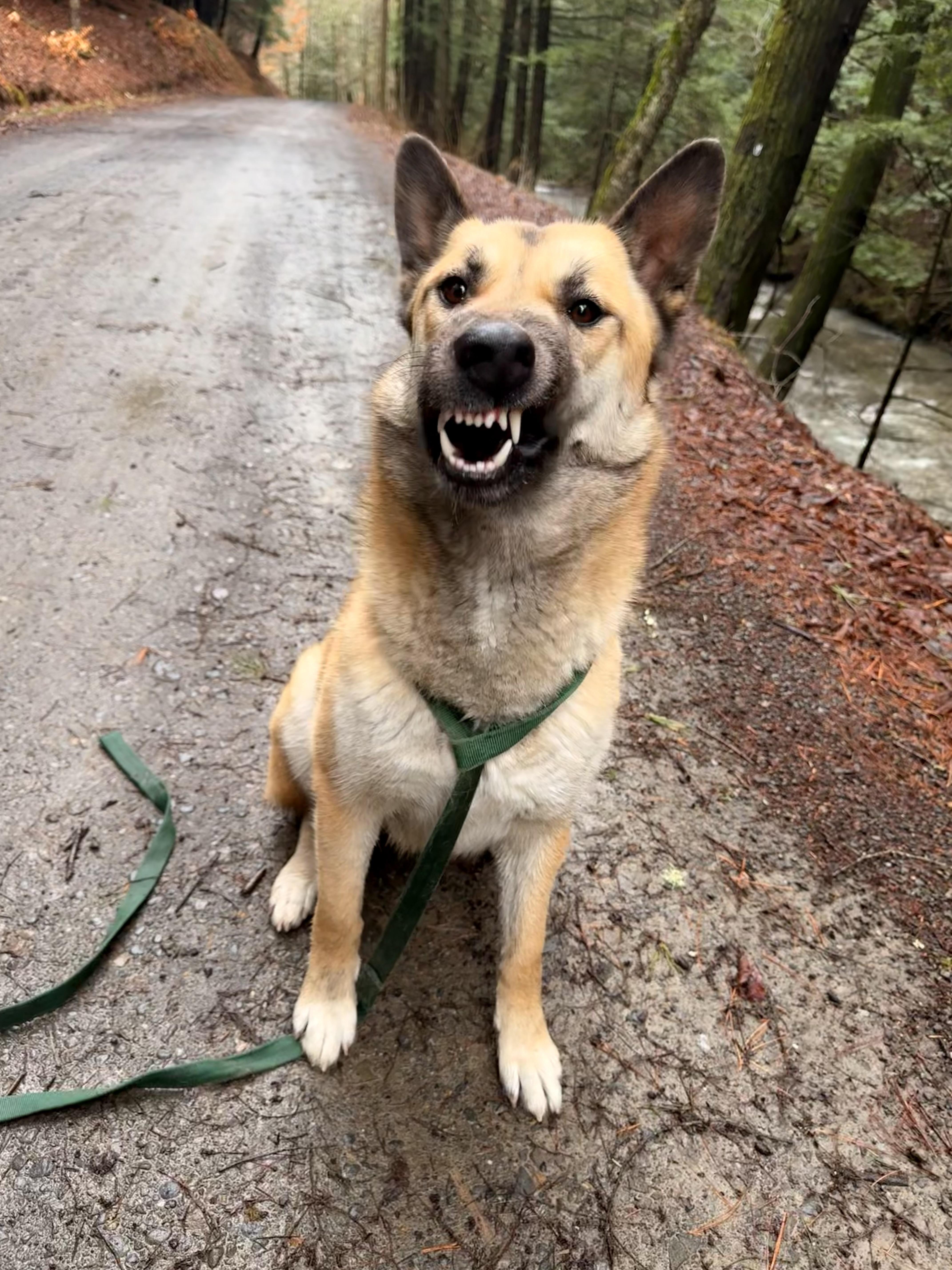 Enlarge Aurora, a ADOPTABLE mixed breed in Milford, NY image 3/5