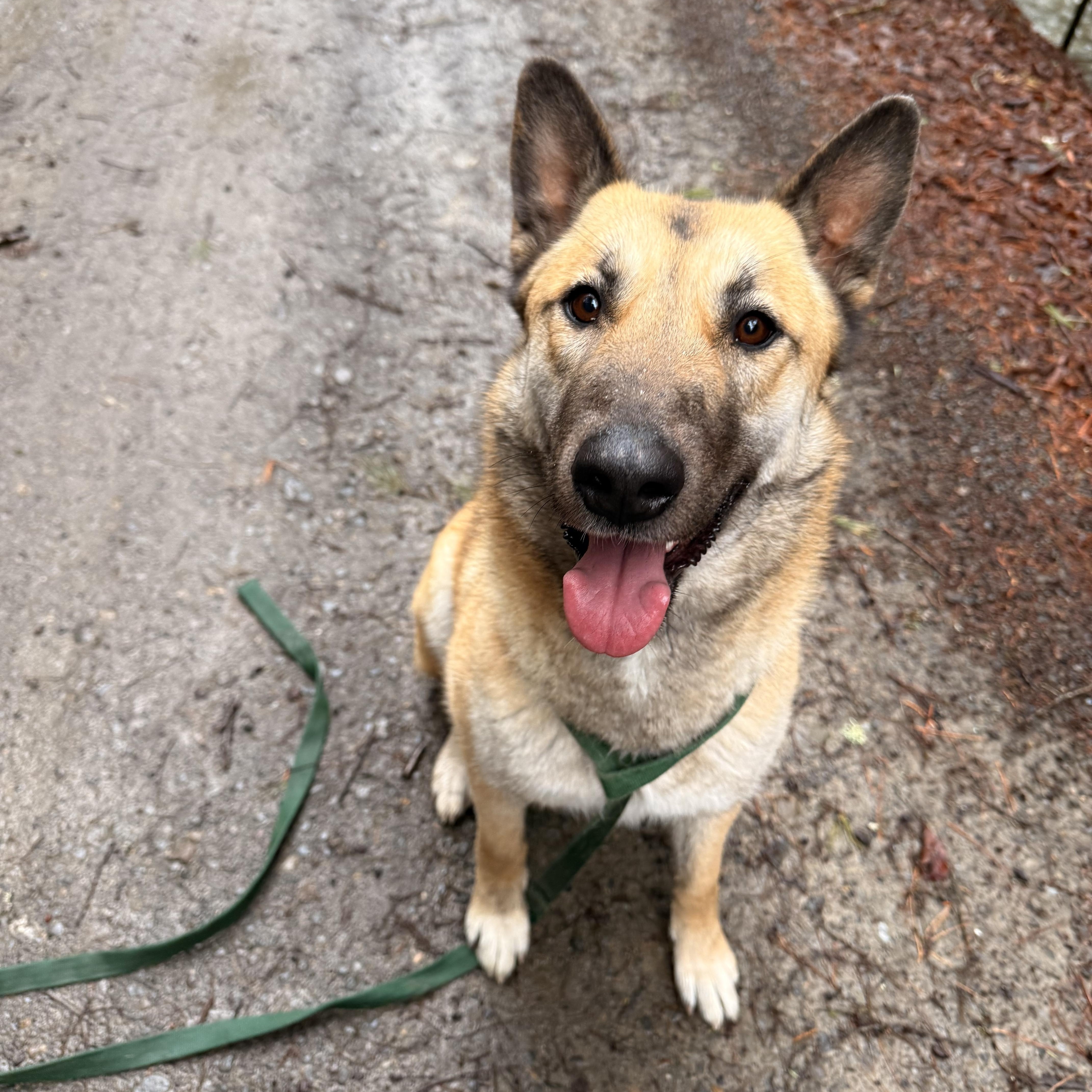 Enlarge Aurora, a ADOPTABLE mixed breed in Milford, NY image 2/5