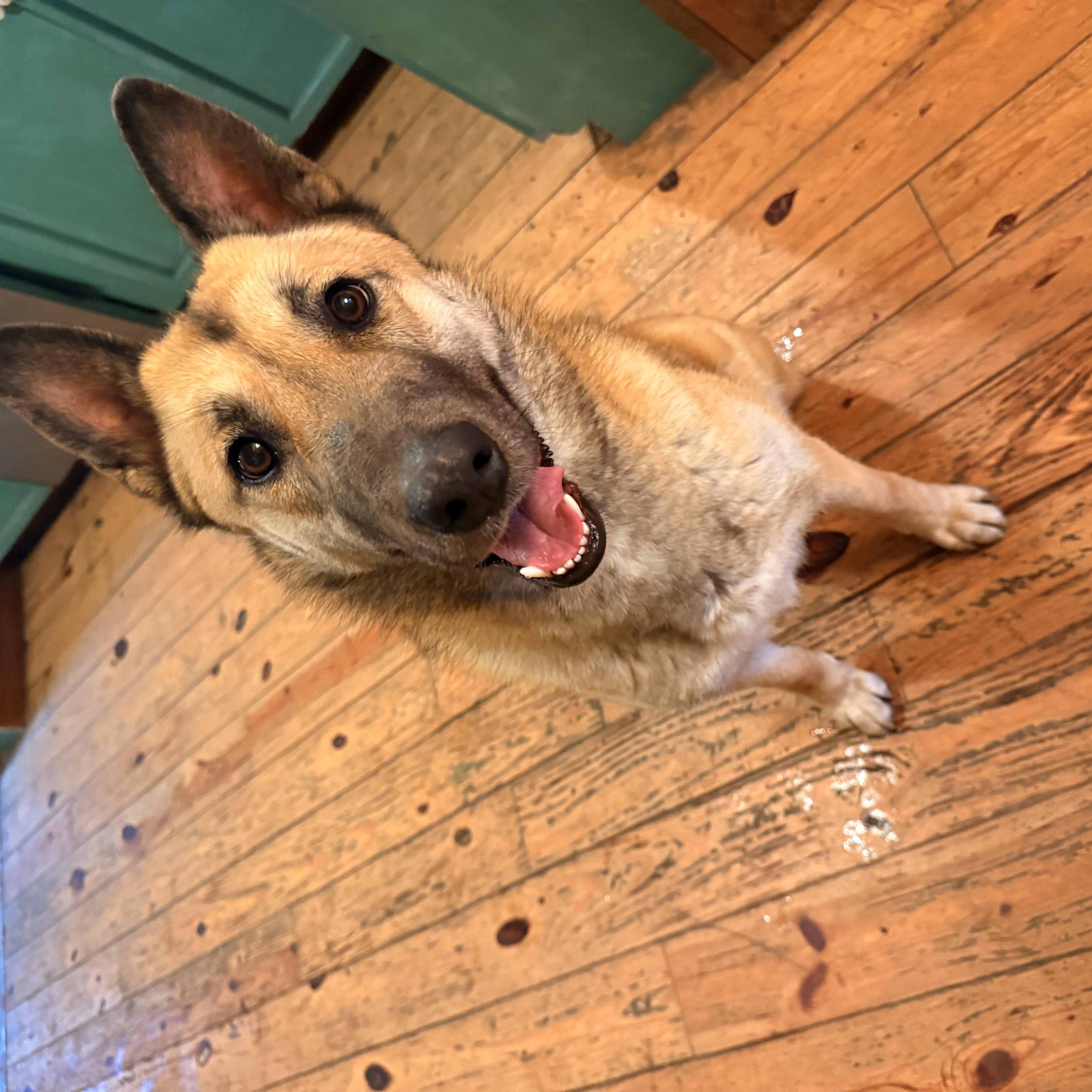 Enlarge Aurora, a ADOPTABLE mixed breed in Milford, NY image 5/5