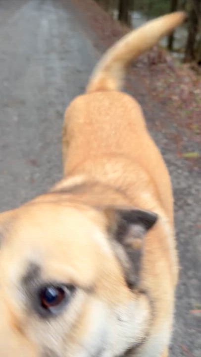 Enlarge Aurora, a ADOPTABLE mixed breed in Milford, NY video 4/5