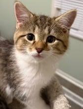 Alfalfa, ADOPTABLE, Kitten Male Domestic Short Hair.