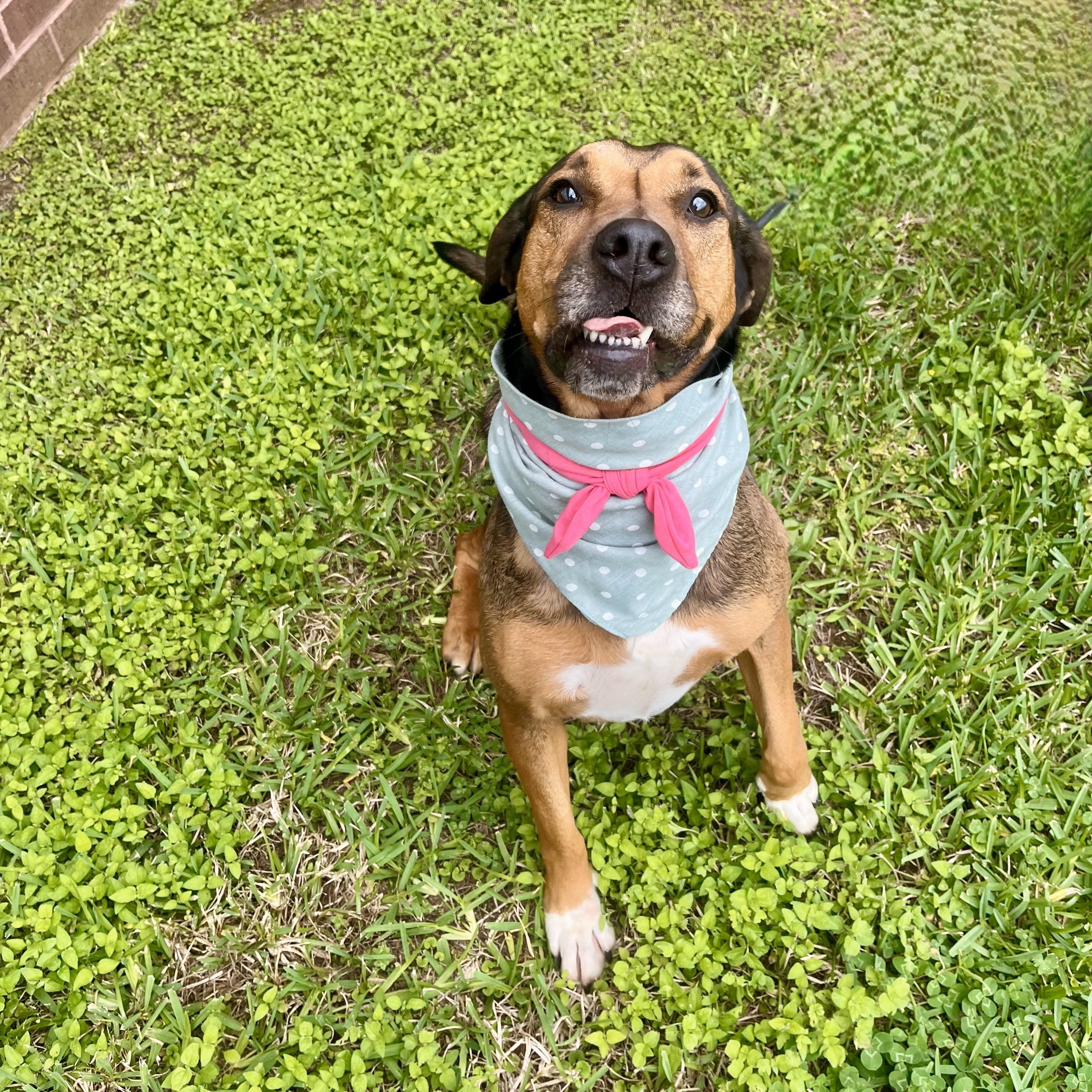 Rotini — thumbnail 4