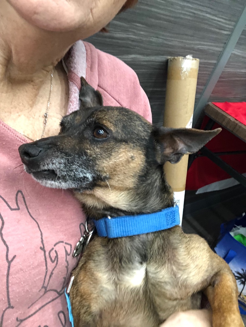 Buds, Senior Male Chihuahua