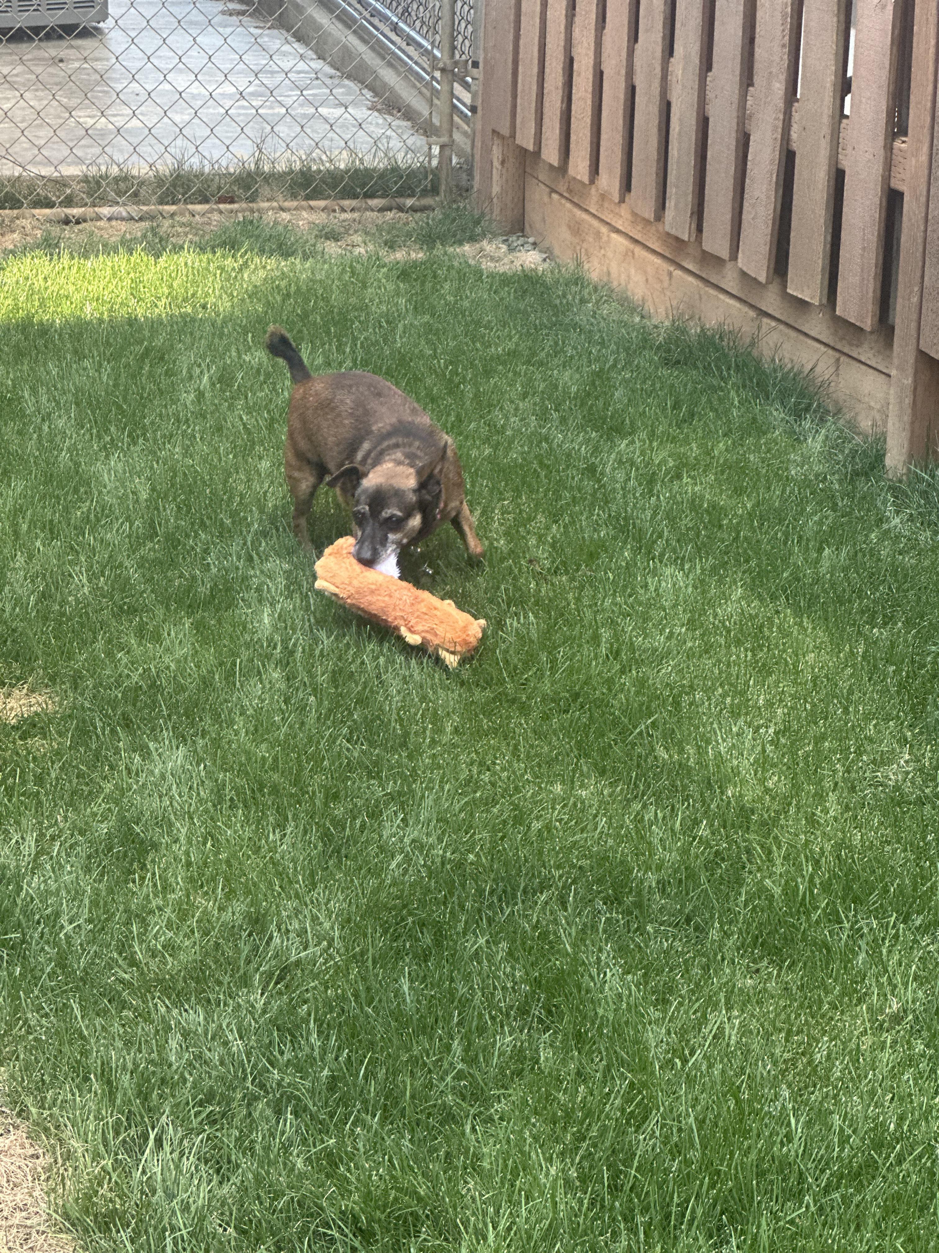 Buds, Adoptable, Senior Male Chihuahua & Dachshund.
