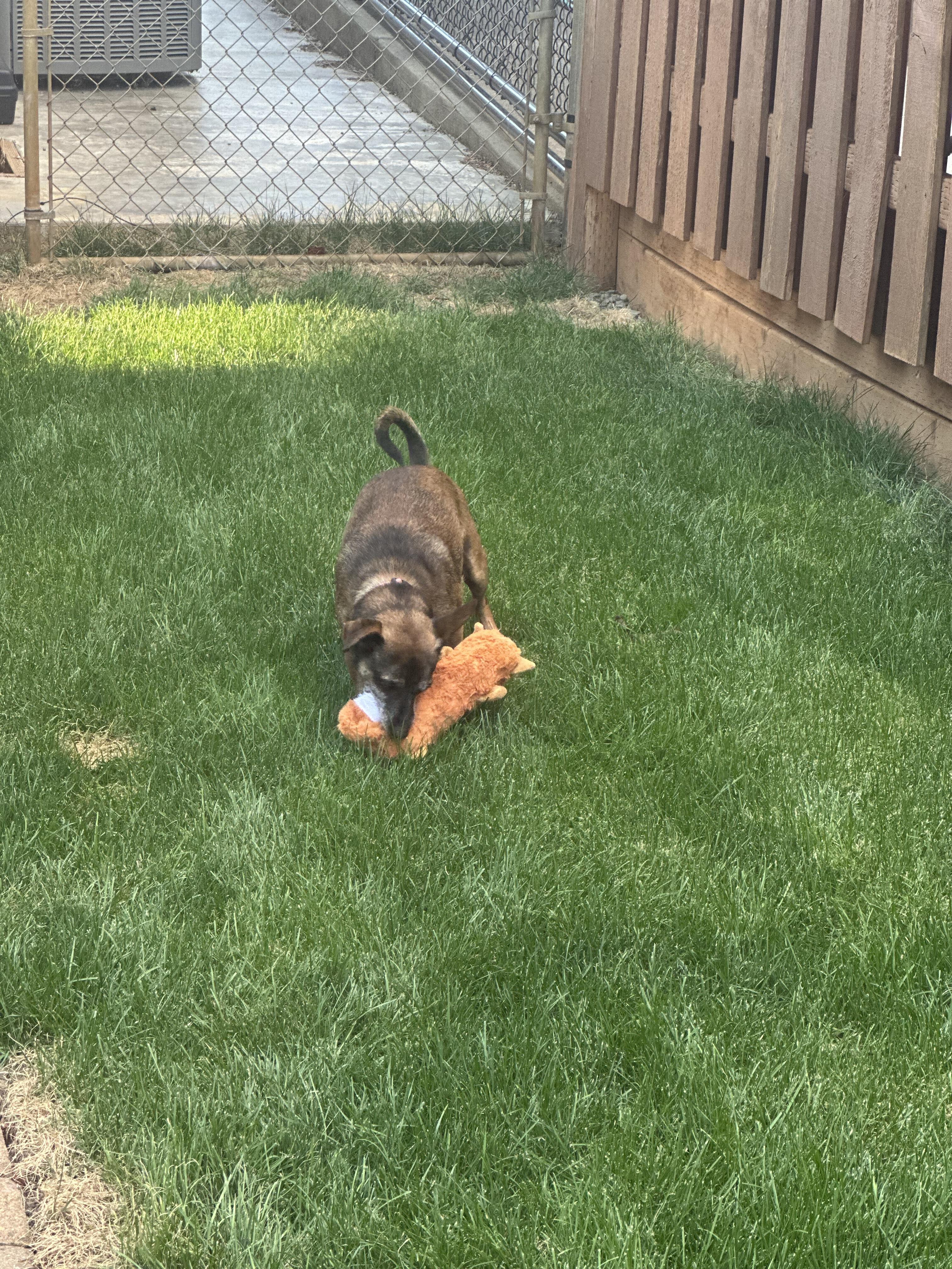 Buds, a Adoptable mixed breed image 2/5