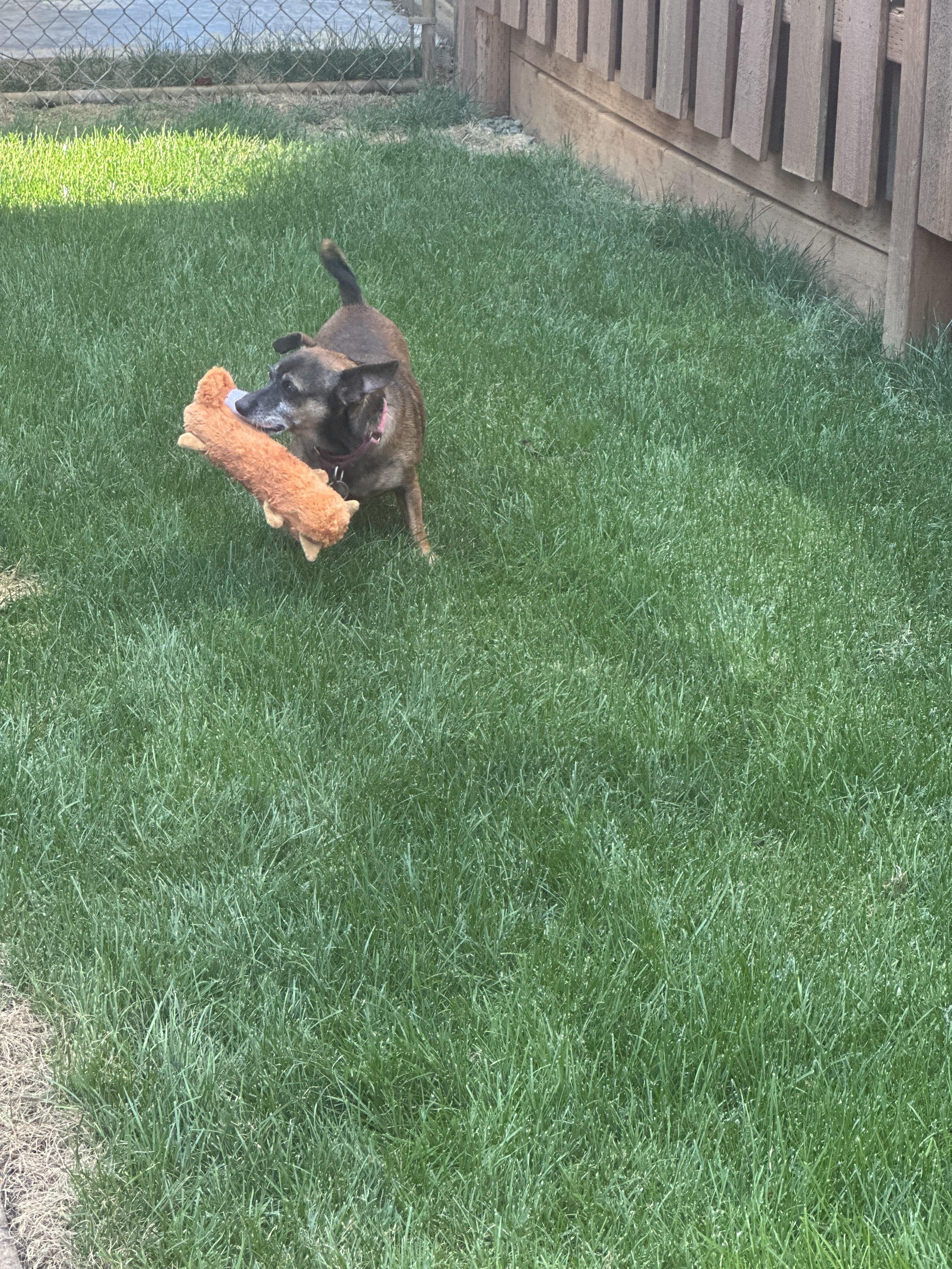 Buds, a Adoptable mixed breed image 3/5