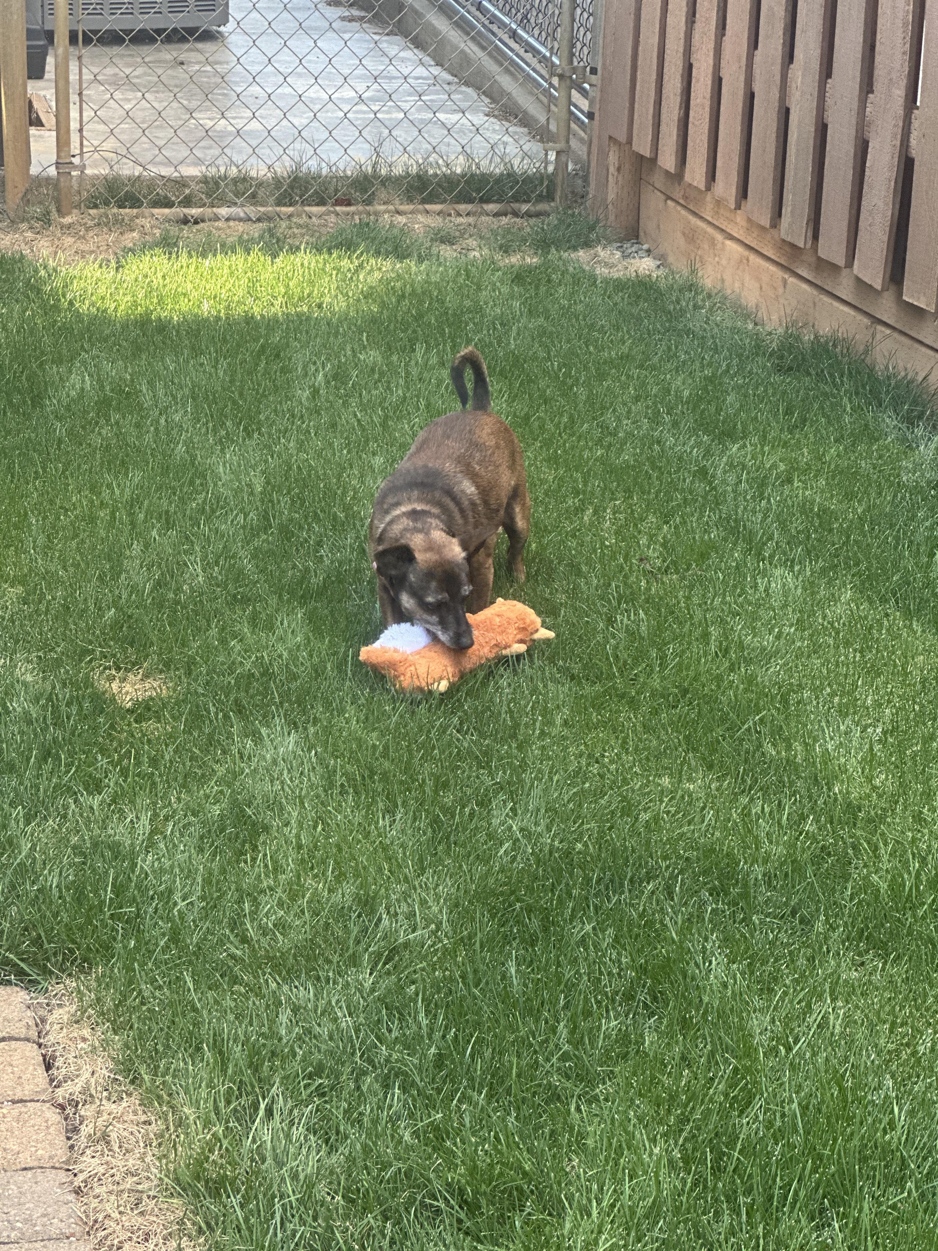 Buds, a Adoptable mixed breed image 4/5