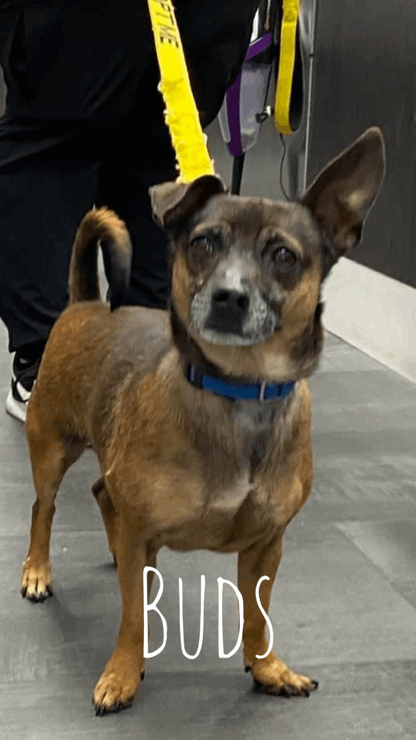 Buds, a Adoptable mixed breed image 5/5