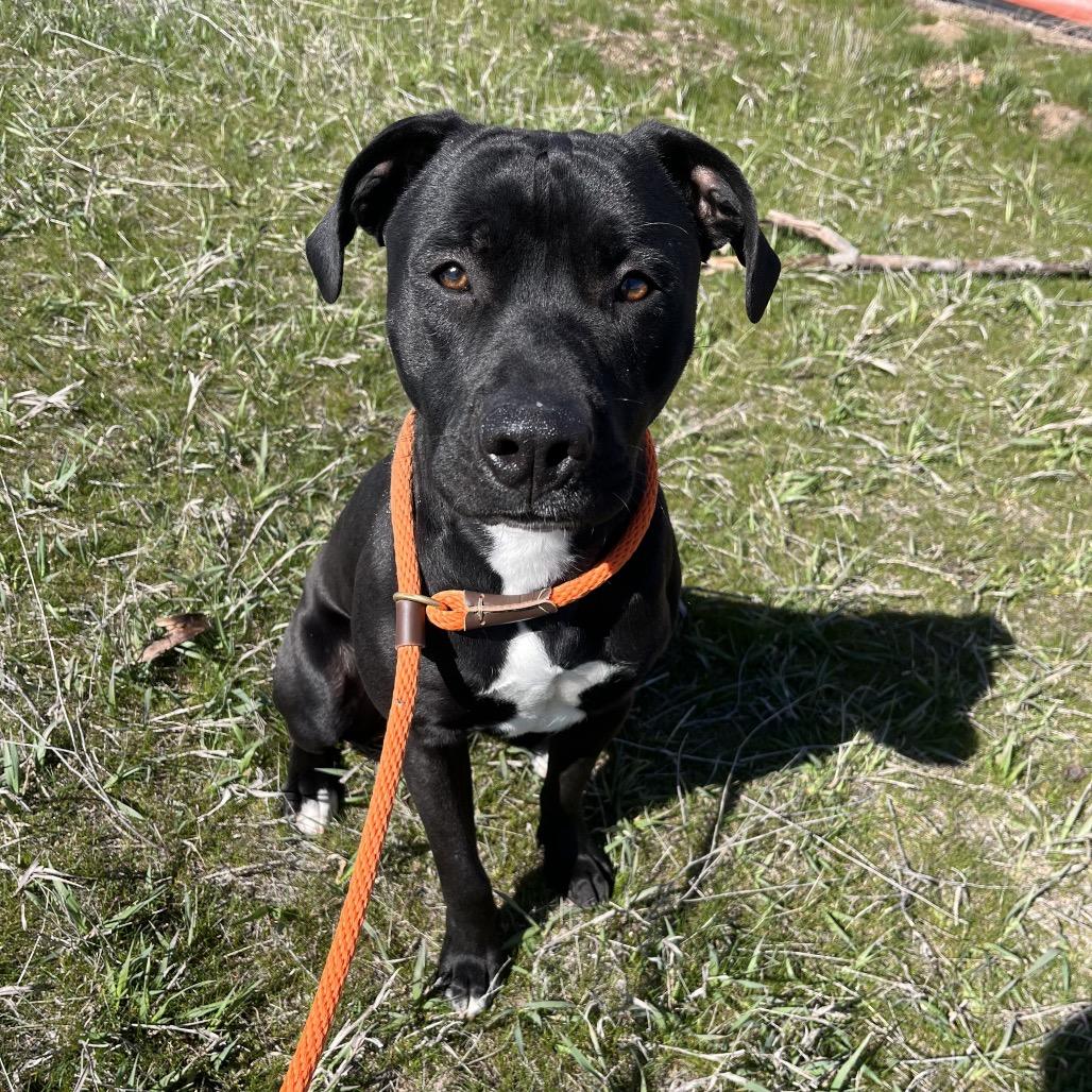 Buzzer, Adoptable, Young Male Mixed Breed.