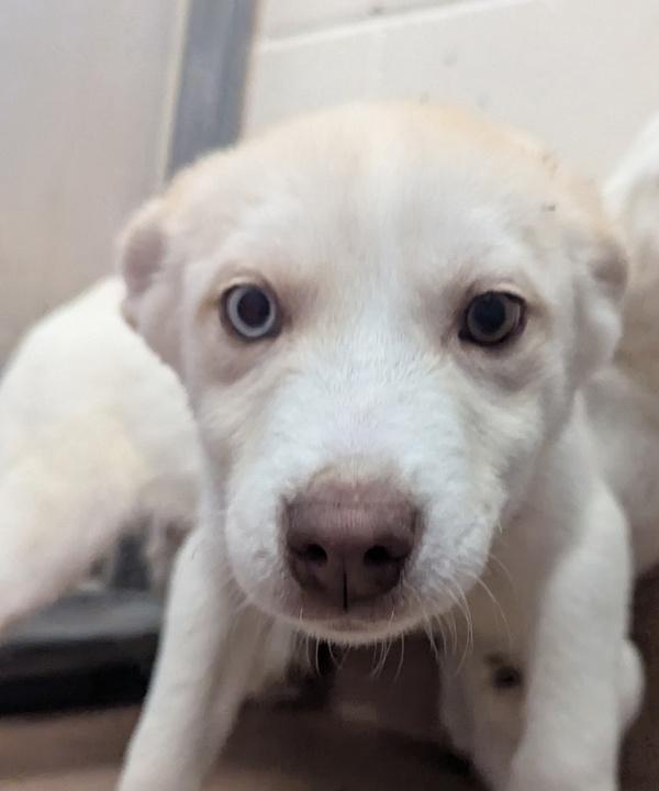 Kermit, Adoptable, Puppy Male Siberian Husky.