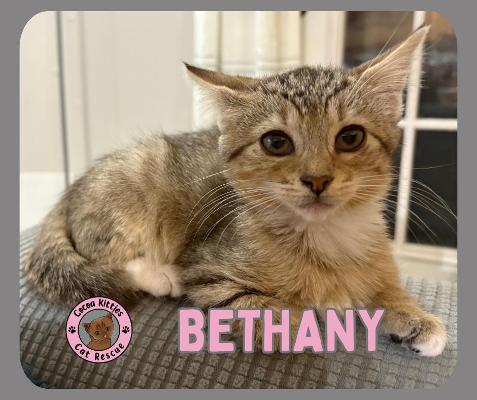 Bethany, a Adopted mixed breed in Hershey, PA image 5/6