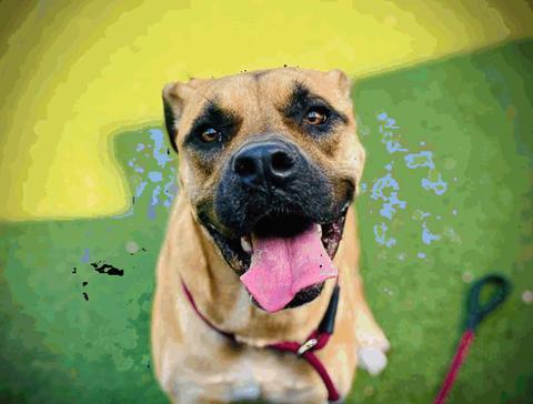 Enlarge Coco, a Adopted Black Mouth Cur in Osteen, FL image 1/1