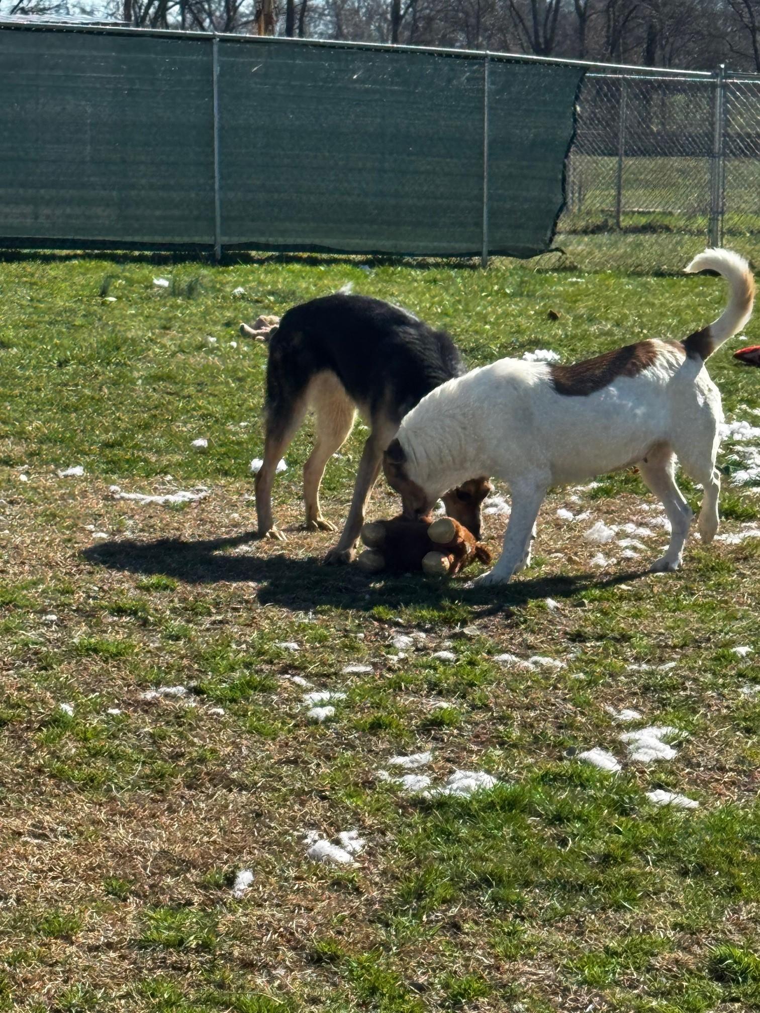 Kay, Adoptable, Adult Female Mixed Breed.