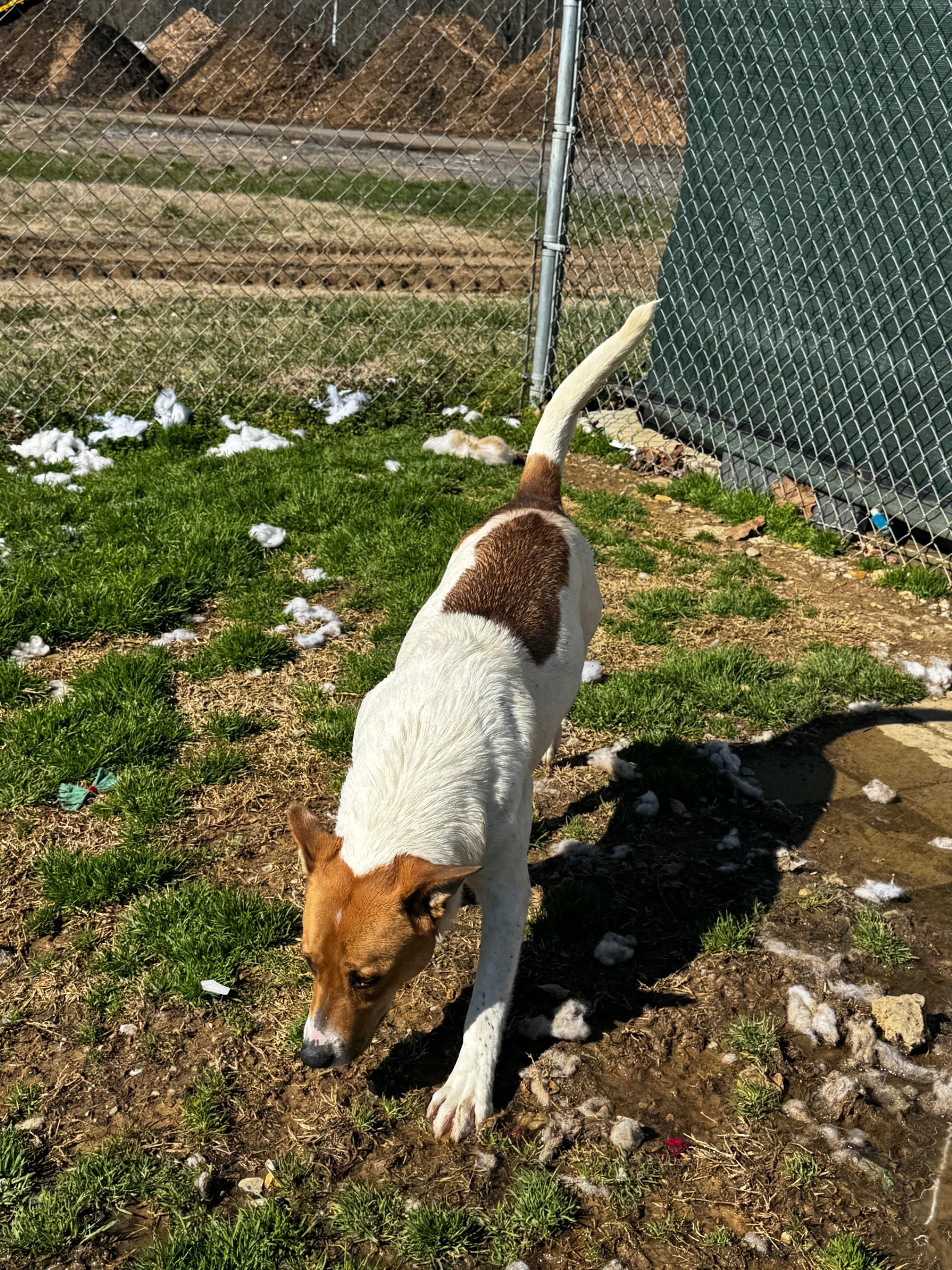 Kay, a Adoptable Mixed Breed in Tullahoma, TN image 1/6