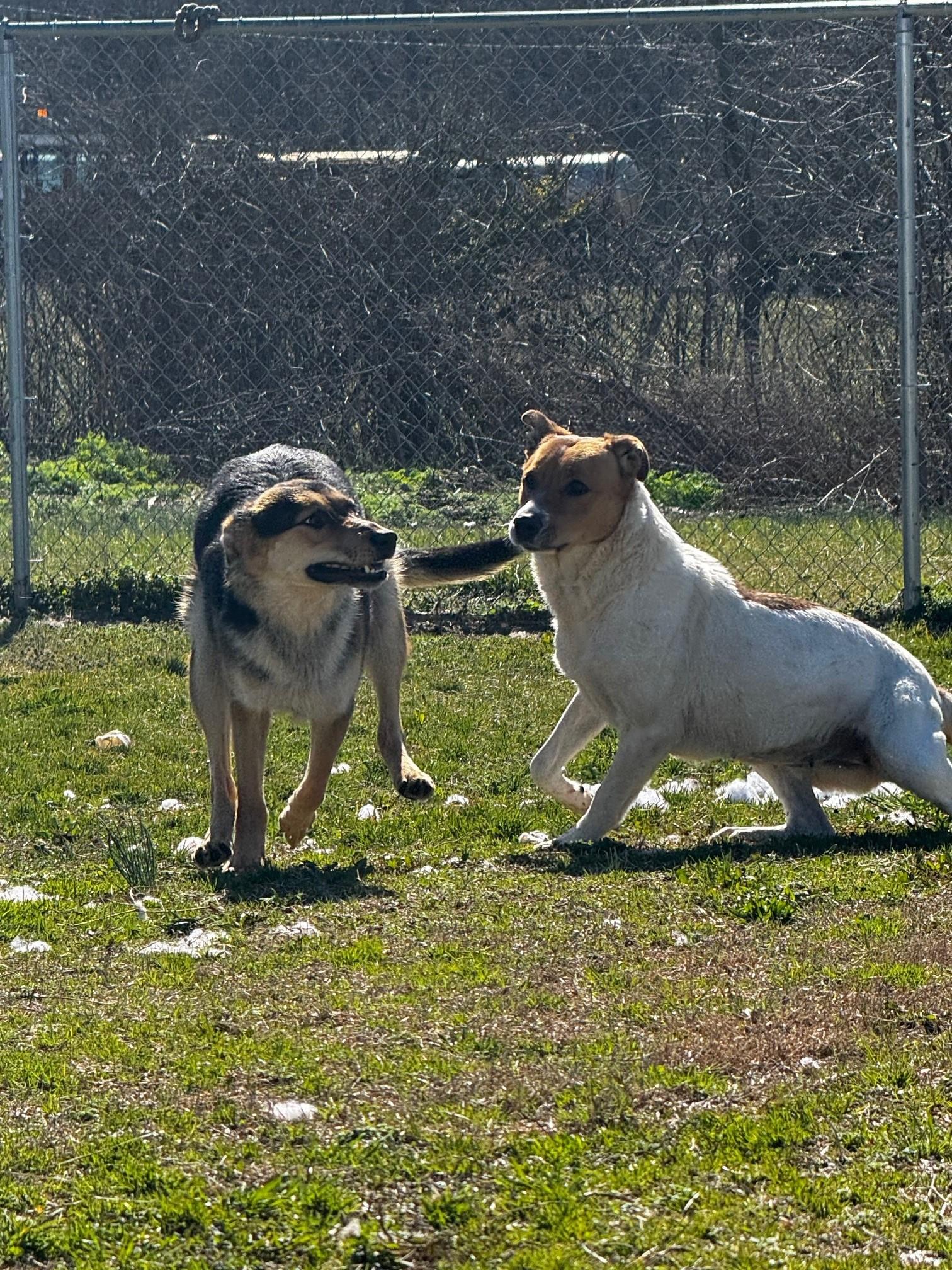Kay, a Adoptable Mixed Breed in Tullahoma, TN image 3/6