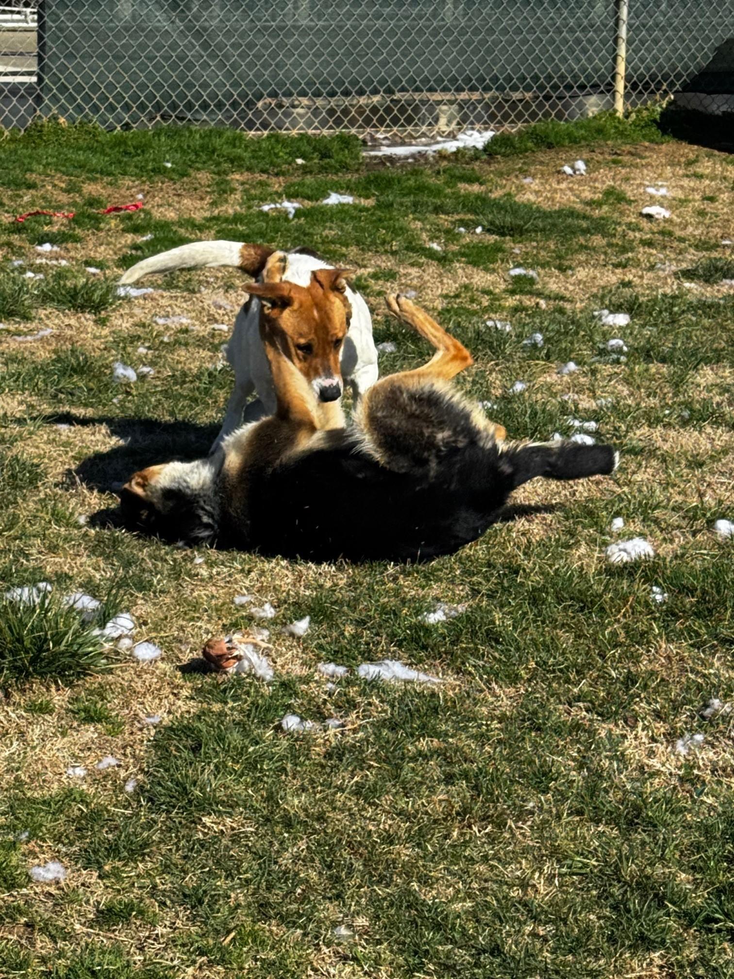 Kay, a Adoptable Mixed Breed in Tullahoma, TN image 2/6