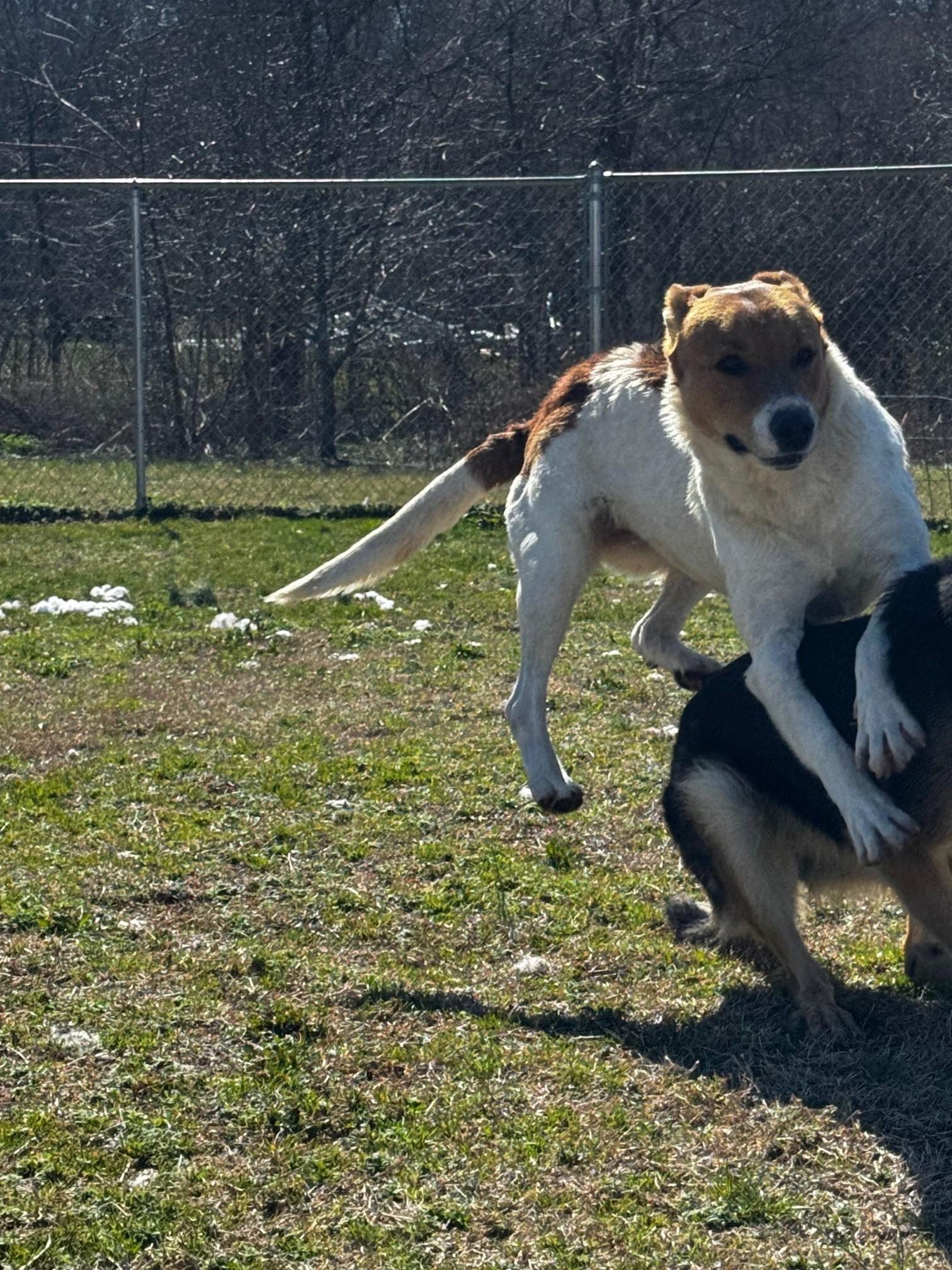 Kay, a Adoptable Mixed Breed in Tullahoma, TN image 5/6