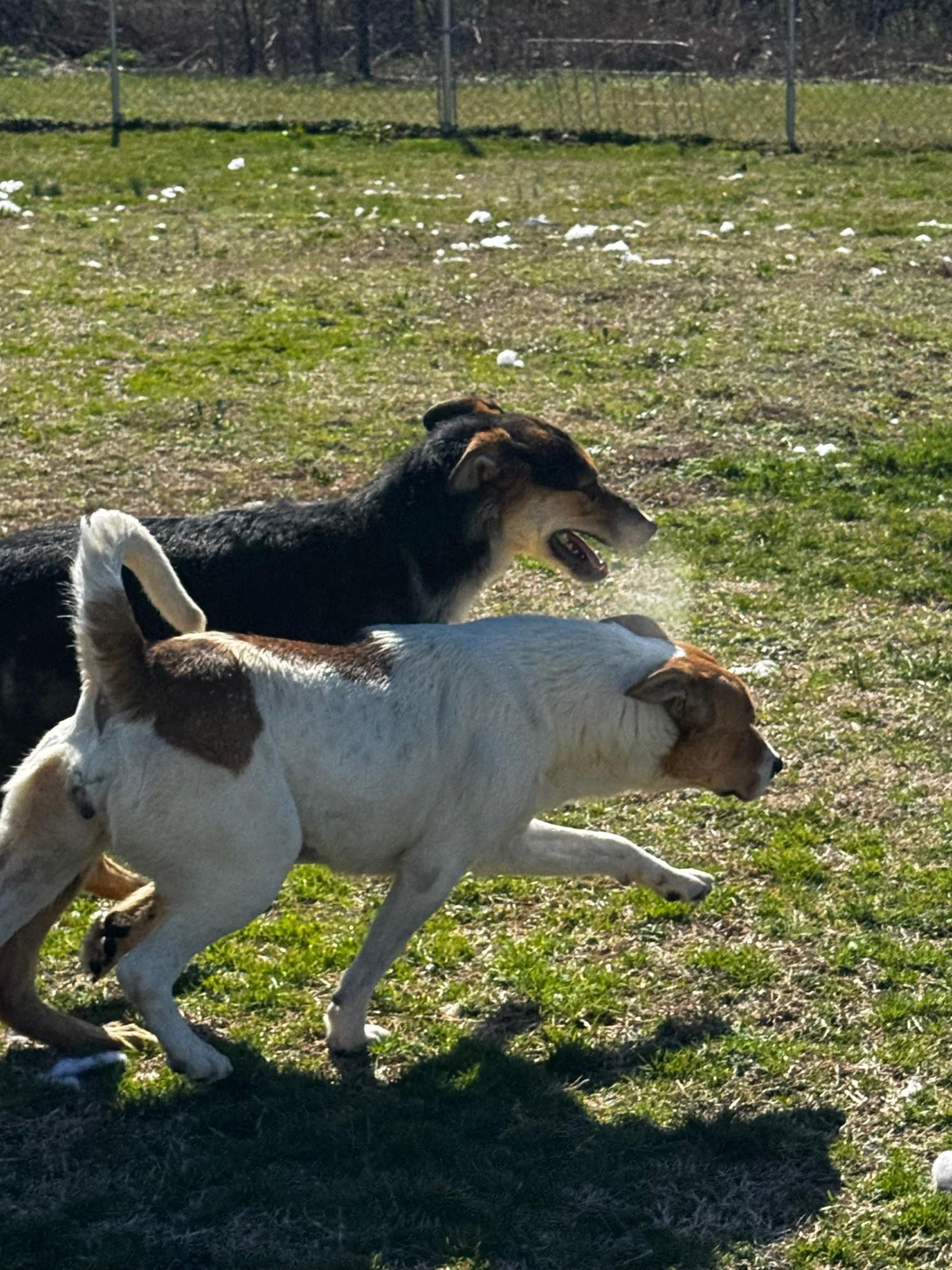 Kay, a Adoptable Mixed Breed in Tullahoma, TN image 6/6