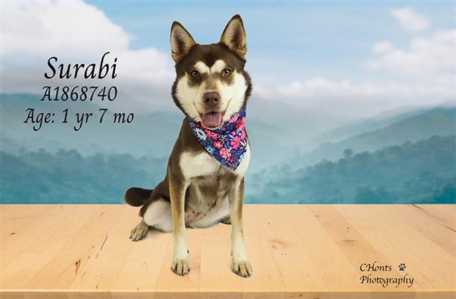 Enlarge SARABI, a Adoptable Siberian Husky in Thousand Palms, CA image 2/2