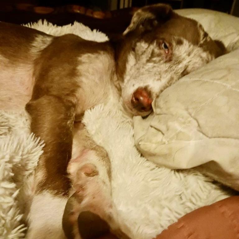 Enlarge Sansa, a Adoptable mixed breed in Hohenwald, TN image 1/6