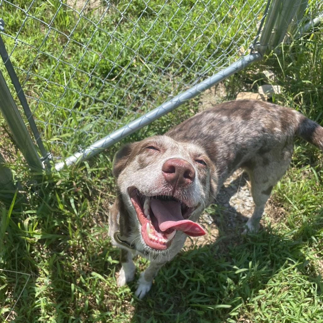 Enlarge Sansa, a Adoptable mixed breed in Hohenwald, TN image 2/6