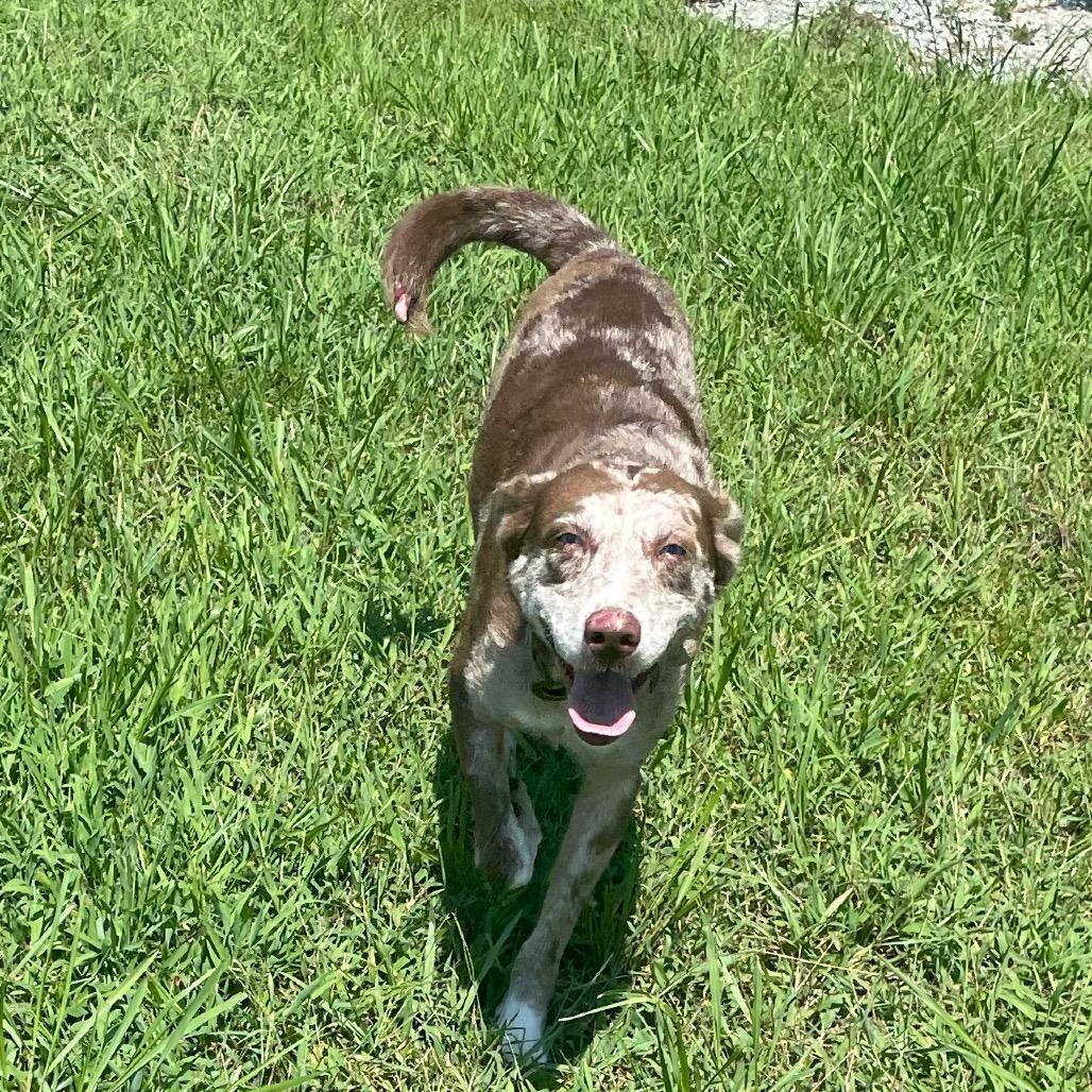 Enlarge Sansa, a Adoptable mixed breed in Hohenwald, TN image 3/6