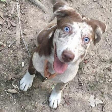 Enlarge Sansa, a Adoptable mixed breed in Hohenwald, TN image 4/6